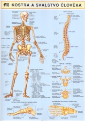 Kostra a svalstvo člověka | PEŠKOVÁ, Vlastimila