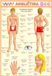 Obrázková angličtina 3. Lidské tělo